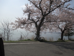 琵琶湖野離子川