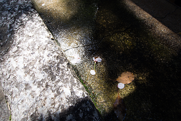富部神社散り桜と手水舎