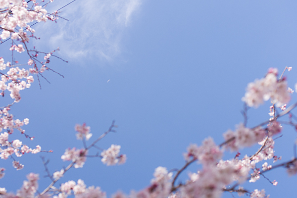 桜と半月