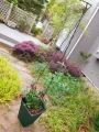 my-garden 001