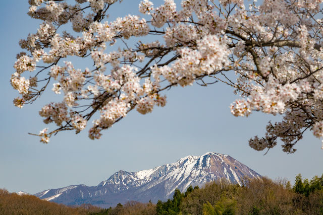 岡成の桜