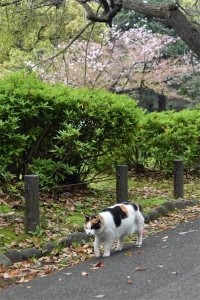 Sakura-chan The Cat