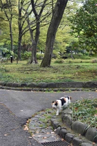 Sakura-chan The Cat
