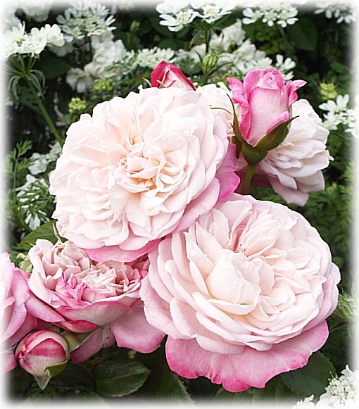 妖精のローズガーデン バラ パリス ロサオリエンティス ブーケで咲いた可愛いバラ ブルーのお花 エリトリキウム ベビーブルー