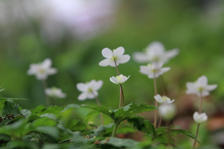 20180407二輪草1-1a
