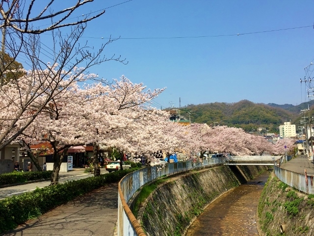 八宮神社　宇治川の桜