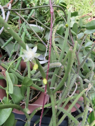 リプサリス・大葦（Rhipsalis megalantha）室内で花芽上がり、屋外で開花中2018.04.12