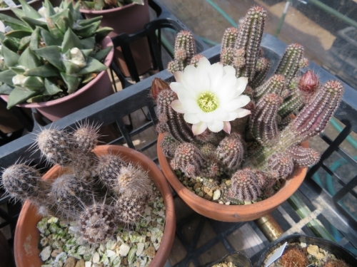 カマエロビビア・シュガーホワイト（右）～開花中♪、セティエキノプシス・奇想丸（左）どちらも白花♪2018.05.12
