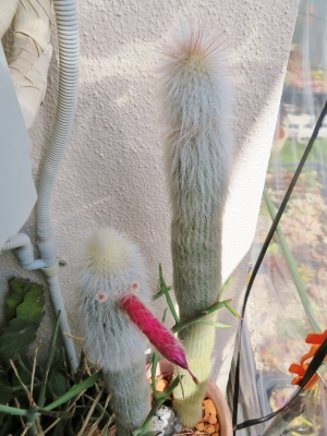 ■クレイストカクタス 白閃(はくせん）（Cleistocactus hyalacanthus）開花♪2018.05.14