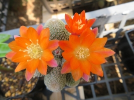 スルコレブチア・オレンジ花～2018.0518