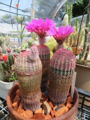 ■エキノケレウス・太陽（たいよう）(Echinocereus pectinatas var.rigidissmus)～開花♪2018.05.27