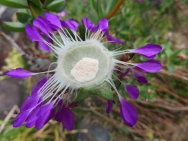 ケンシチア・千歳菊 (Kensitia pillansii)～面白い花の構造♪只今満開花中2018.05.26