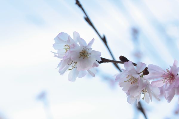十月桜開花中