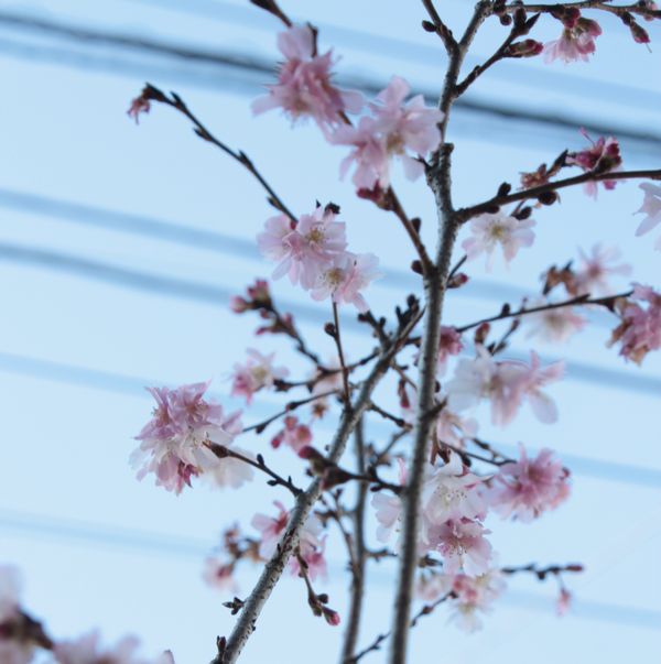 十月桜開花中