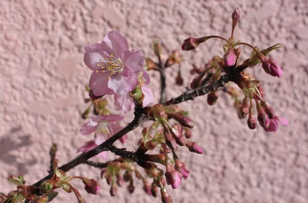 我が家の河津桜開花！