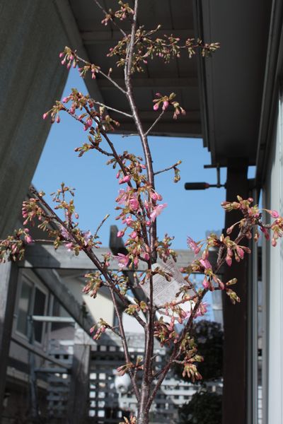 我が家の河津桜開花！