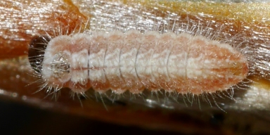 384-クロミドリシジミ２齢幼虫3mm-2018-03-27-P1380346