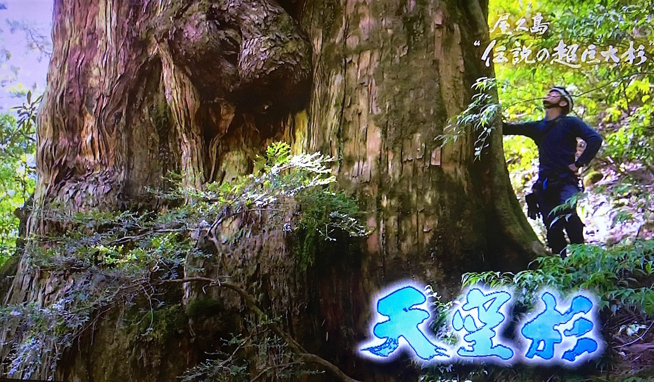 晴ればれと屋久島 屋久島“伝説の超巨大杉” 縄文杉を上回る巨大杉発見される